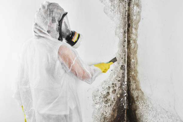 Why You Should Choose Our Mold Remediation Services in Grafton, WV